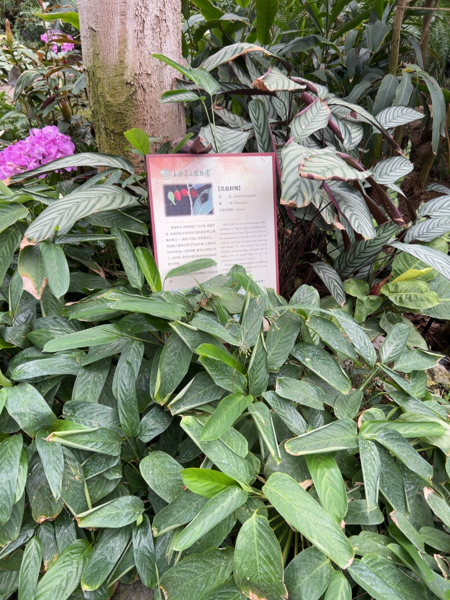 见血封喉（箭毒木）